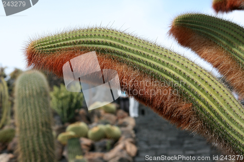Image of Cactus