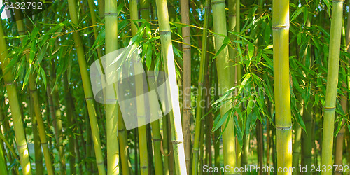 Image of Bamboo plants - panorama