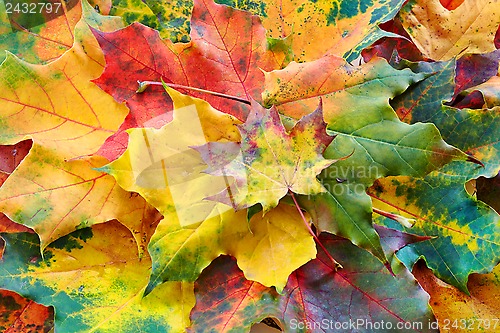 Image of autumn leaves background