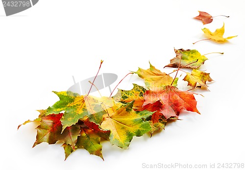 Image of autumn leaves