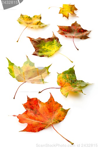 Image of colorful autumn leaves