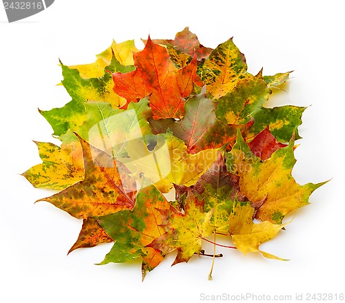 Image of colorful autumn leaves