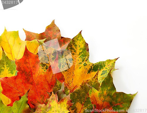 Image of colorful autumn leaves