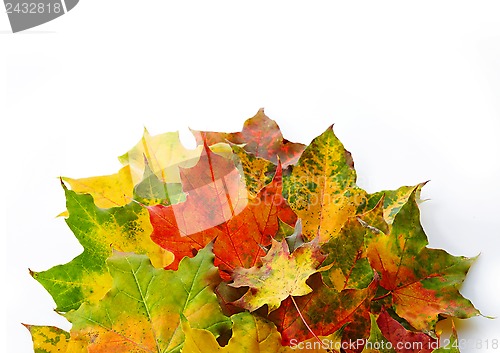 Image of colorful autumn leaves