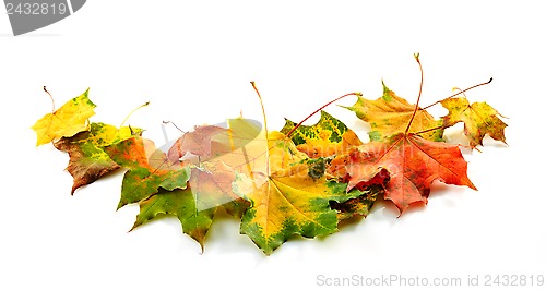 Image of colorful autumn leaves