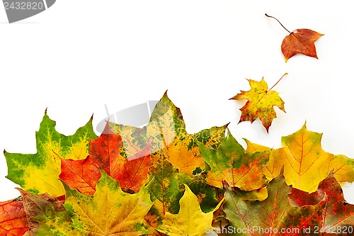 Image of colorful autumn leaves