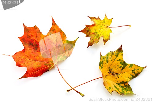 Image of colorful autumn leaves