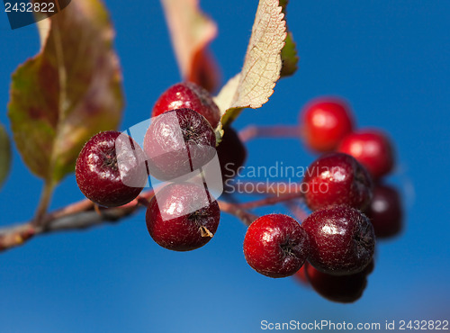 Image of Raceme black  chokeberry on a background of blue sky