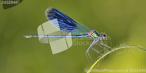 Image of Dragonfly (Crocothemis erythraea)