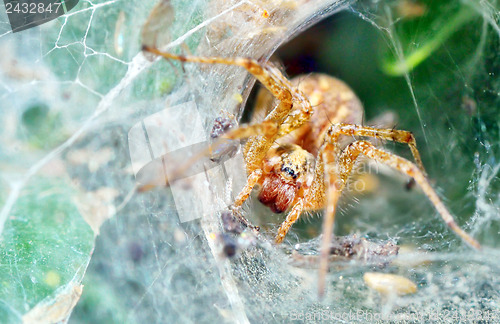 Image of Araneus diadematus