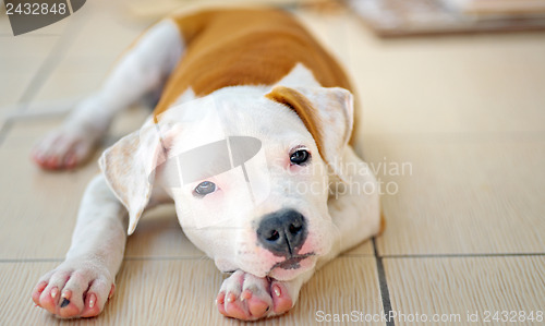 Image of American Staffordshire terrier