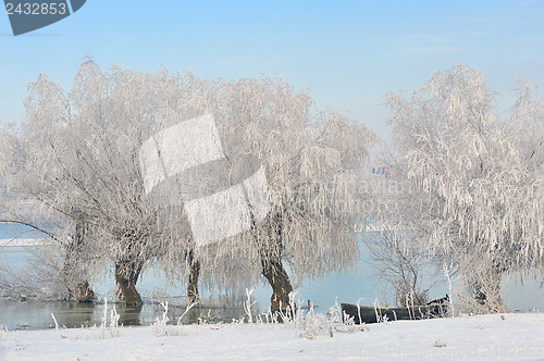 Image of winter trees covered with frost