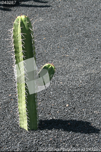 Image of Cactus