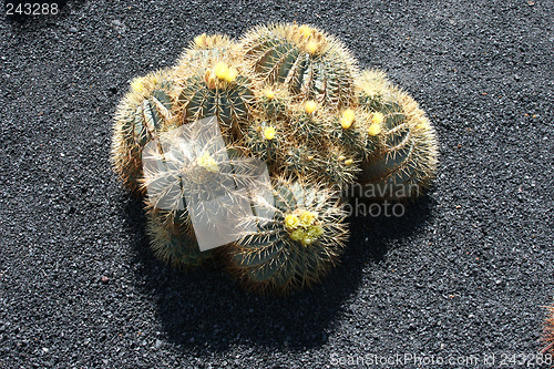 Image of Cactus