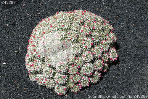 Image of Cactus