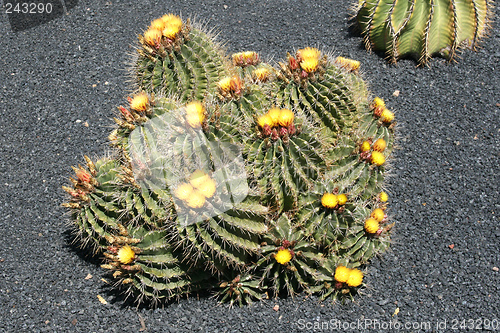 Image of Cactus