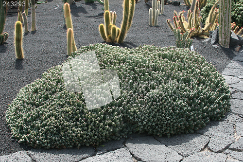 Image of Cactus