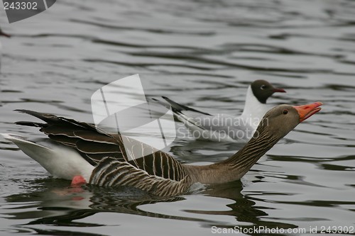 Image of greylag (anser anser)