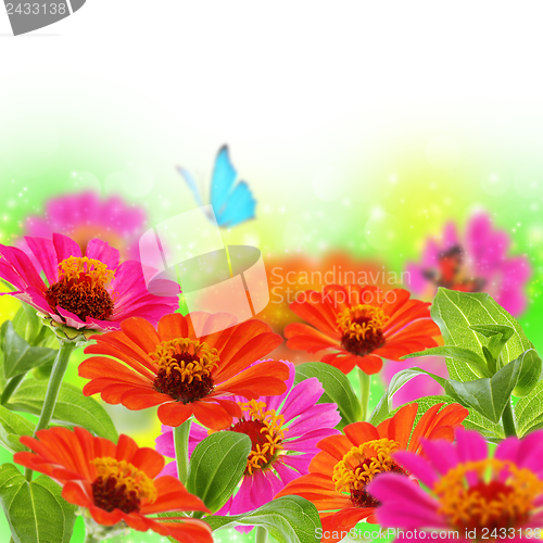 Image of Blue butterfly on colorful flowers.