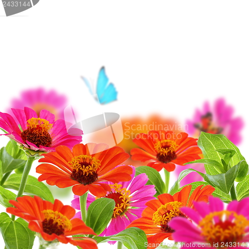 Image of Bouquet of zinnia and blue butterfly.