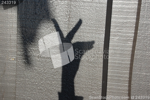 Image of Shadow play