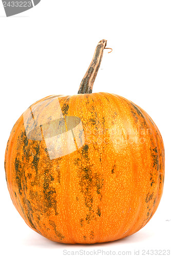 Image of Fresh orange pumpkin