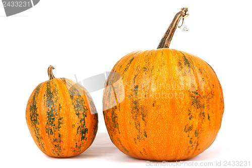 Image of Fresh orange pumpkin