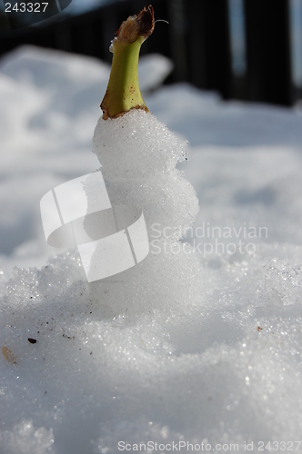 Image of Snow Napoleon