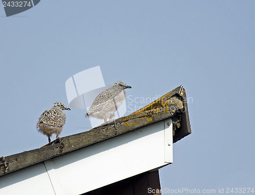 Image of Herring Gull Chicks