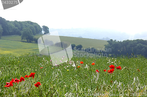 Image of Poppies and Sea Mist