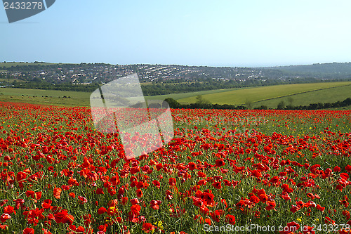 Image of Poppy Field and Brighton