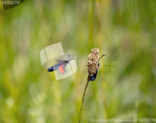 Image of Six-spot Burnet Moths