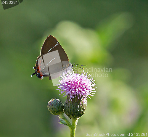 Image of White-letter Hairstreak Butterfly