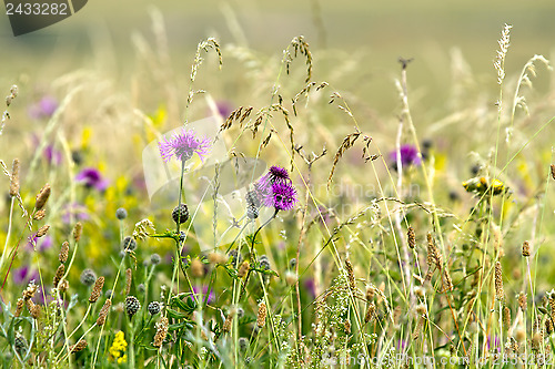 Image of Wildflower Meadow
