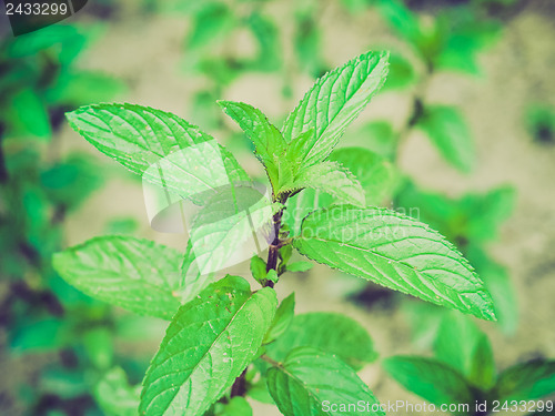Image of Retro look Peppermint