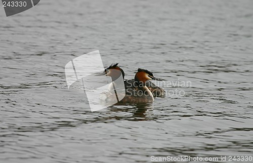 Image of great crested grebes