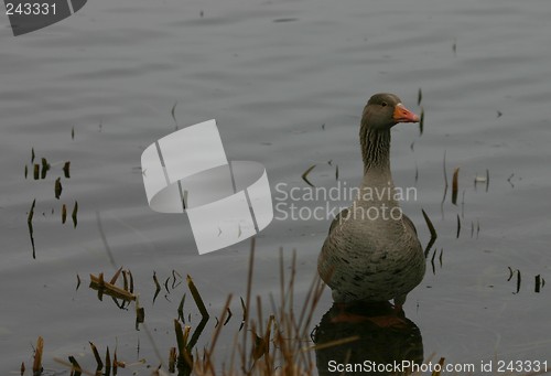 Image of greylag goose