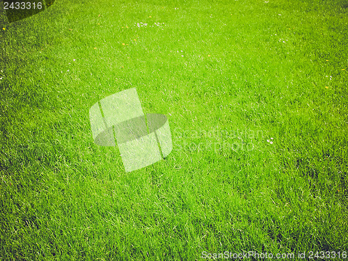 Image of Grass background