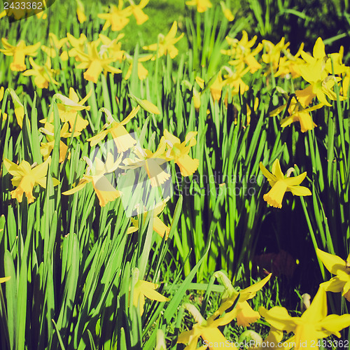 Image of Retro look Daffodils