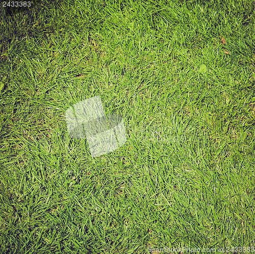 Image of Grass background