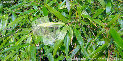 Image of Bamboo - panorama