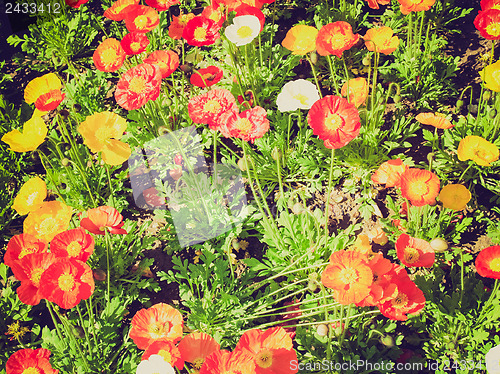 Image of Retro look Papavers picture