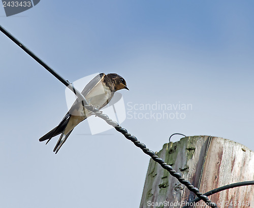 Image of Barn Swallow on Wire