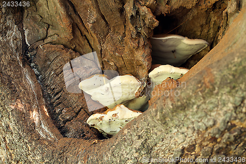 Image of Bracket Fungus in Tree