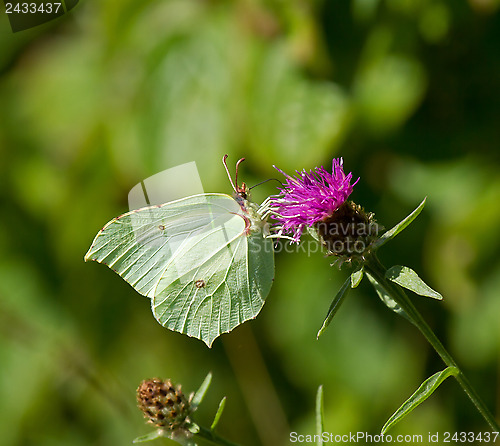 Image of Brimstone Butterfly