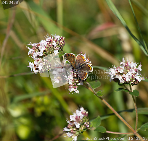 Image of Brown Argus Butterfly