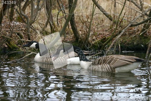 Image of branta canadensis