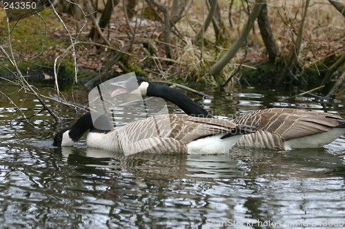 Image of mating game