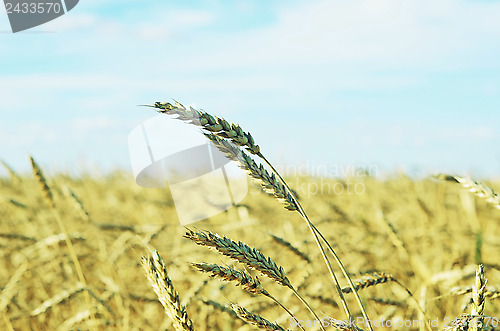 Image of wheat field