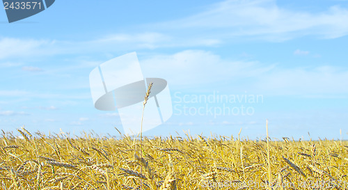 Image of leader